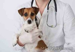 dog clinic in indirapuram