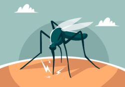 How to Stay Protected from Mosquitoes
