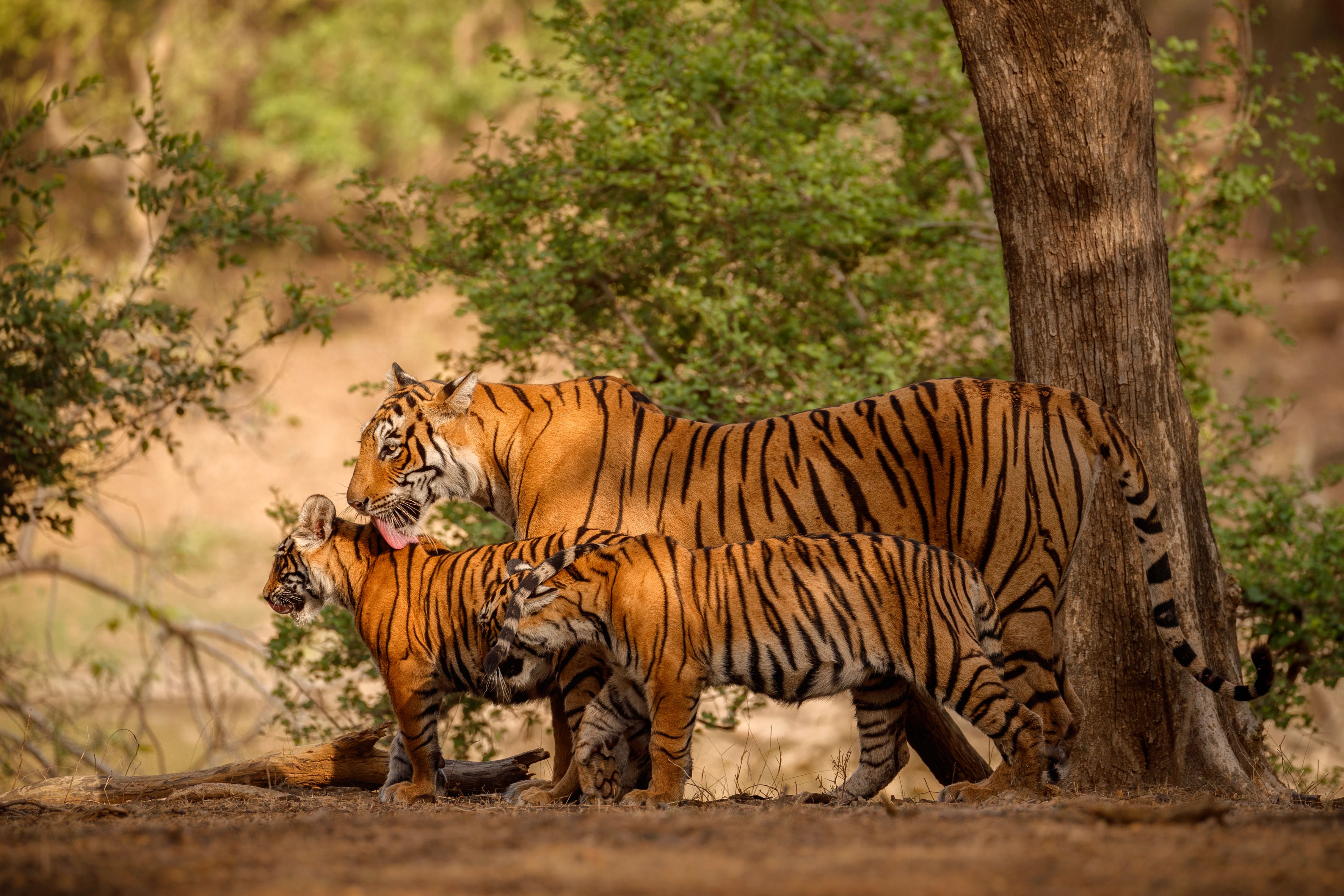the Best Safaris