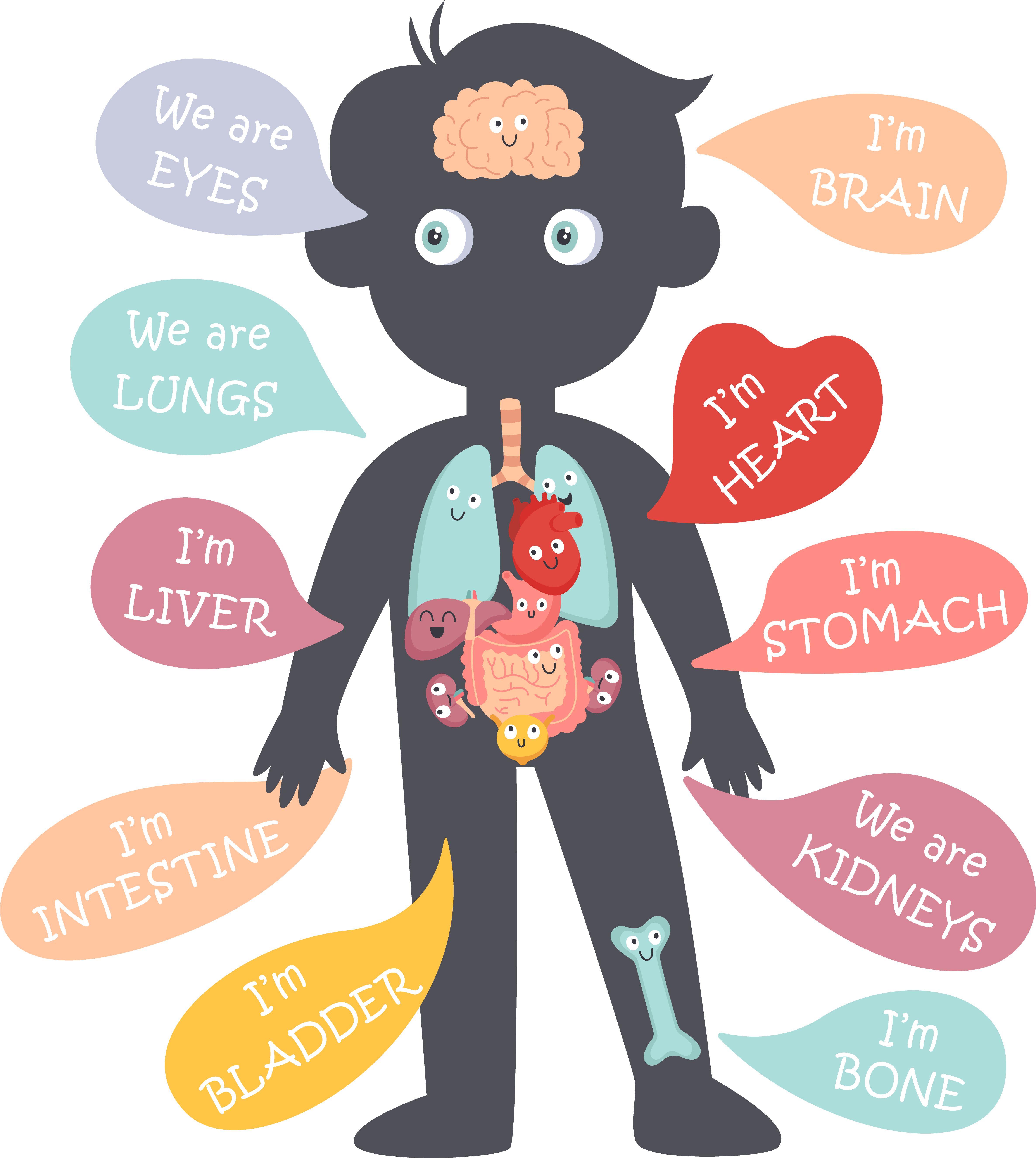 Facts About the Human Body